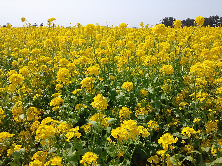 våldtäkt blommor, gul blomma, Jeju island
