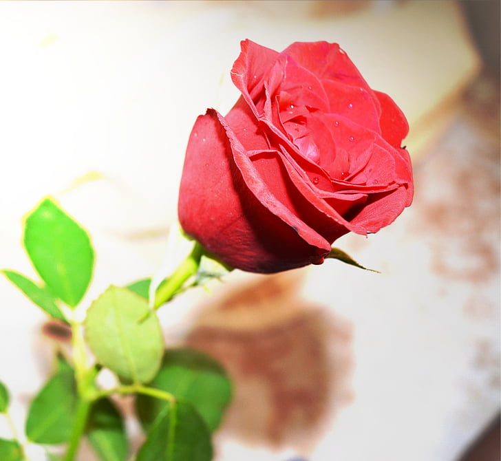rose, flower, red