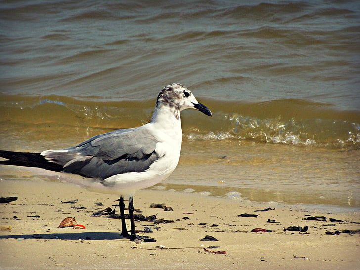 Seagull, mås, fågel, stranden, vatten, Sand