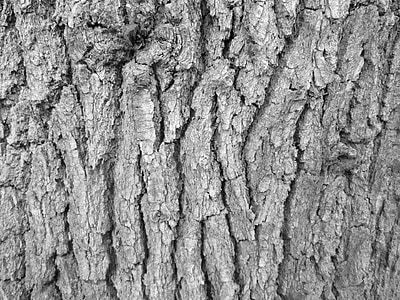Tree bark, bark, træ, tekstur, natur, vegetation, baggrund