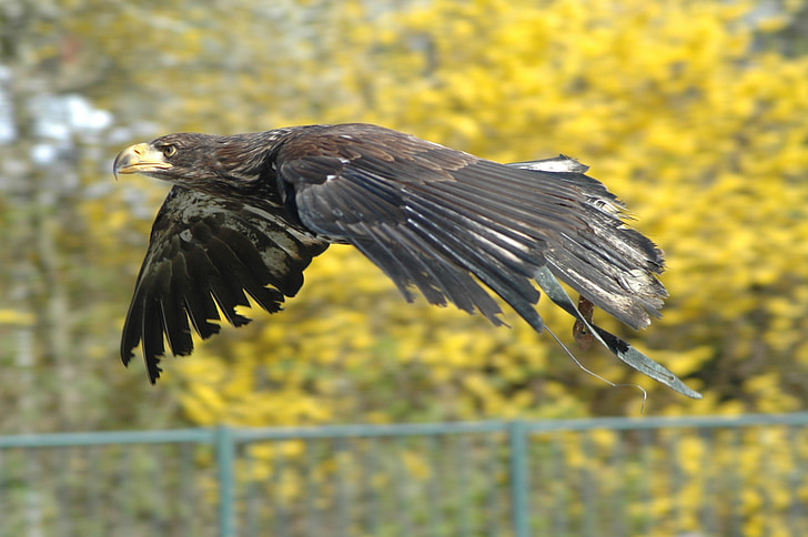 Eagle 1, Raptor, Flying