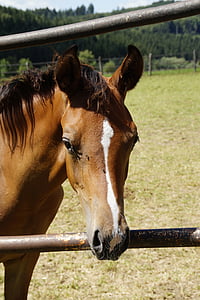 horse head, horse, pferdeportrait, fence, arabs, coupling, paddock