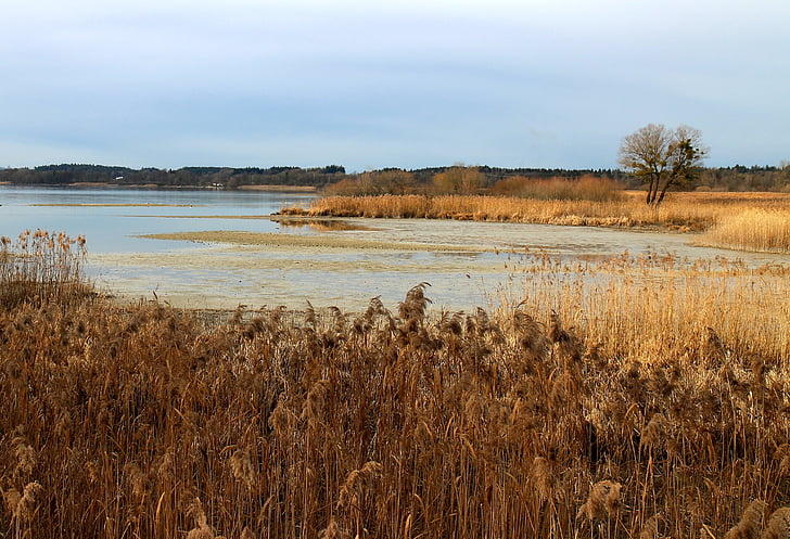 øko-systemet, Reed, Marsh anlegget, Live, habitat, beskyttelse, naturlige habitat