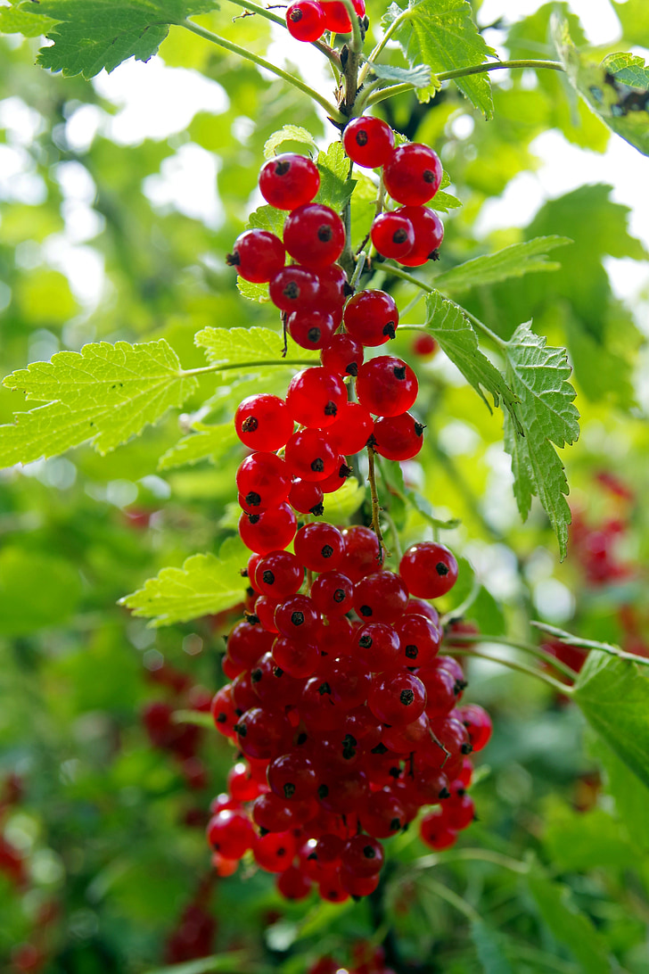 red currant, red, currant, fruit, vitamins, jam, compote