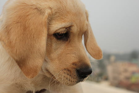 hund, tittar just nu, tyst, Labrador, bruna ögon, närbild
