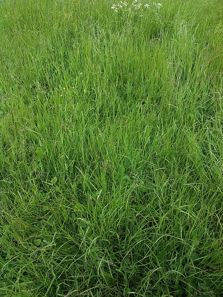 Grass, Grün, Natur