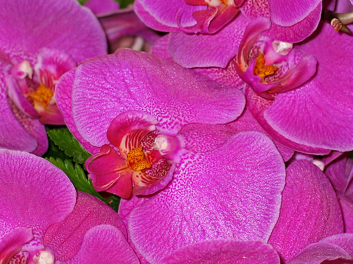orhideje, cvetje, roza, vijolična, narave, rastlin, blizu