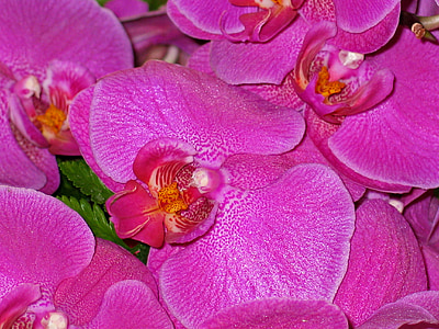 орхидеи, Цветы, розовый, фиолетовый, Природа, завод, закрыть