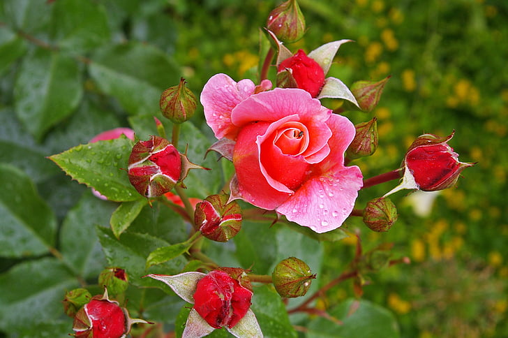 color de rosa, rosa rosa, rosa perfumada, jardín de rosas, flor, floración, flores rosa