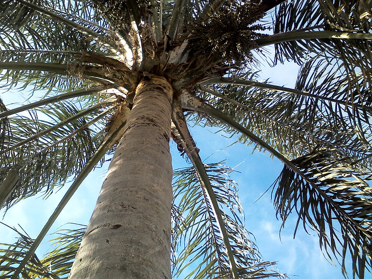 palmiye ağacı, gökyüzü, yaprakları