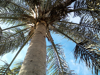 palmier, cer, frunze