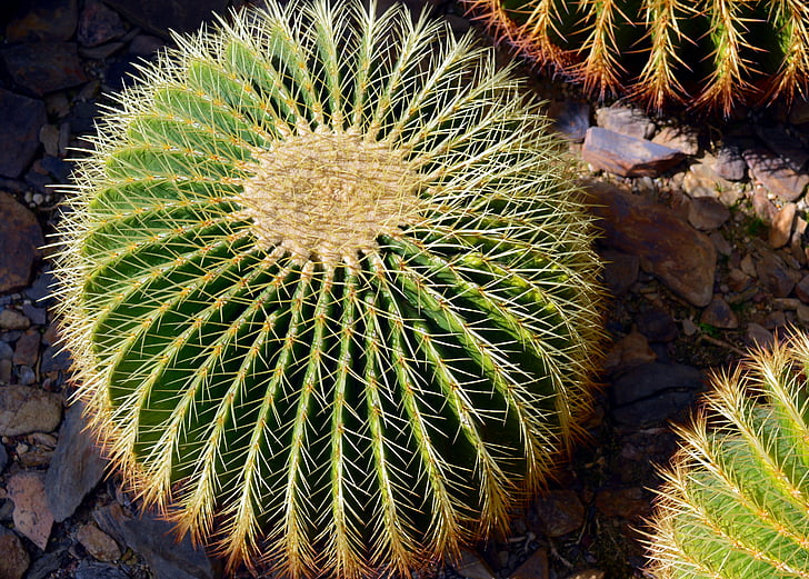 Kaktus, Spur, roślina, cieplarnianych Kaktus, kłujące, Zamknij, Cactaceae