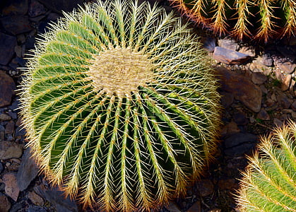 Cactus, sperone, pianta, serra di cactus, fico d'India, chiudere, Cactaceae