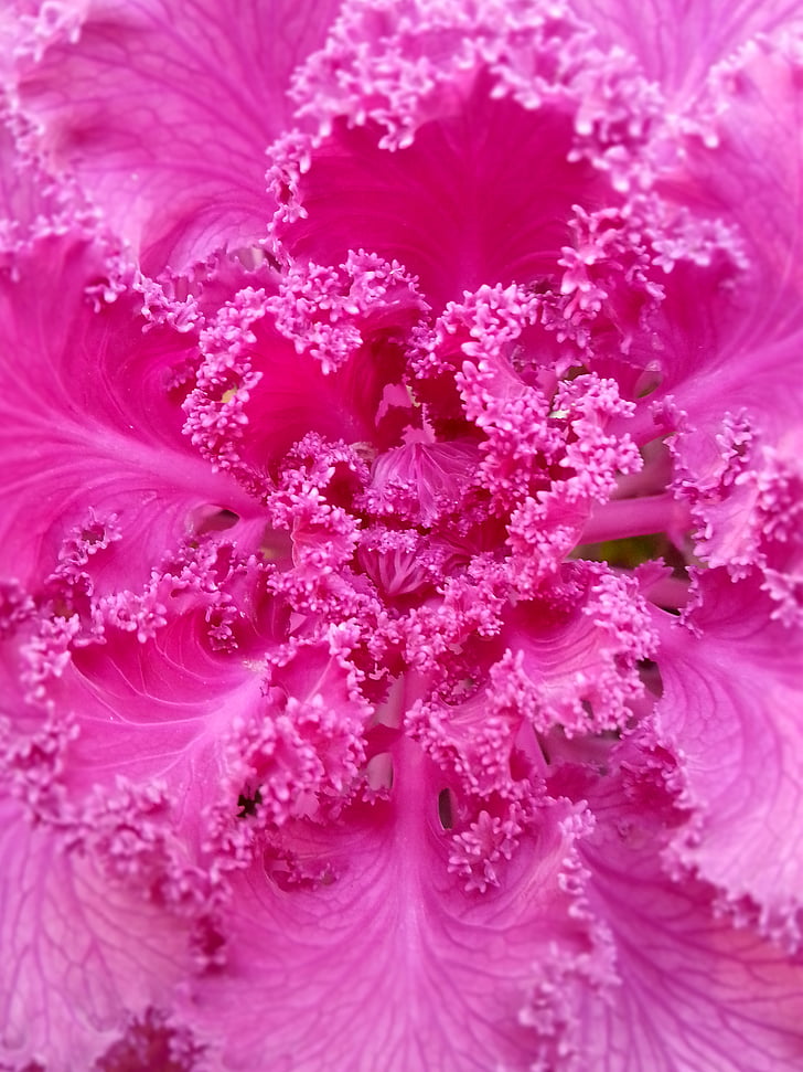 pink, flower, plant, color, garden, botanical, bloom