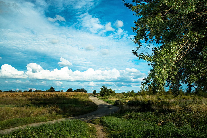 the sky, field, summer, vrakuňa