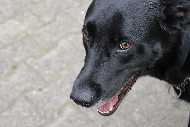 hund, svart, öga, brun, Husdjur, svart hund, Labrador