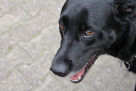hunden, svart, øye, brun, kjæledyr, svart hund, Labrador