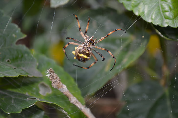 edderkopp, dyr, natur, Web