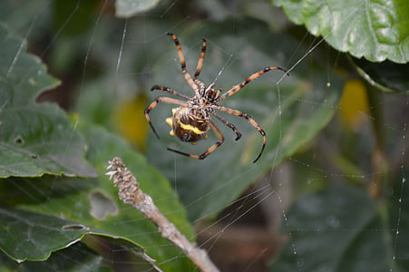 거미, 동물, 자연, 웹