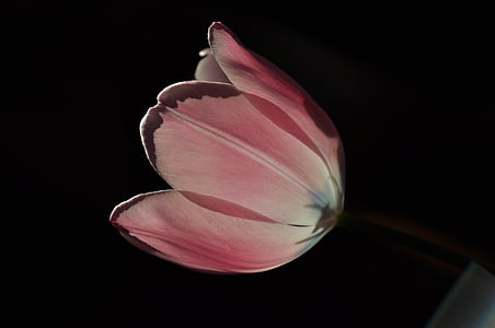 Tulipa, flor, -de-rosa, Primavera, jardim, plantas, flores