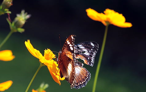 бабочка, цветок, желтый, Природа, Грин, насекомое, Цветочные