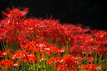 Amaryllis, vermell, aranya lily, flors de tardor, natura, planta, flor