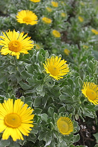 Asterisk, Kepulauan Canary, endemik, Tenerife, bunga kuning