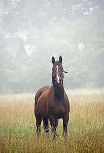 con ngựa, Thiên nhiên, đồng cỏ, động vật, Stallion, hoạt động ngoài trời, Trang trại