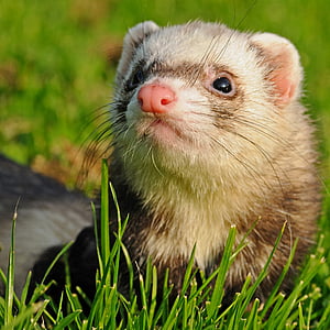 ferret, animal, grass, close up, one animal, animal themes, close-up