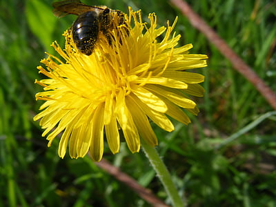 bee, dandelion, spring, insect, nature, pollen, summer