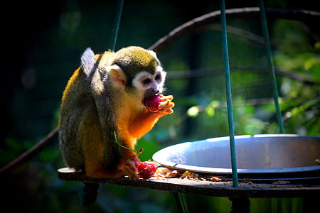 opice, Zoo, jídlo, zvíře, savec, volně žijící zvířata, primát