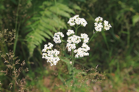achillea, flowers, green, herbs, millefolium, white, yarrow