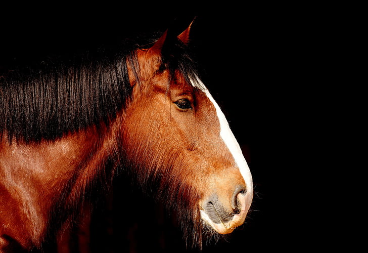 Shire horse, Koń, brązowy, portret, piękne, zwierząt, przyrodnicza