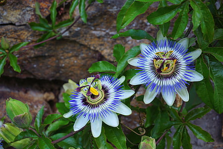 passionflower, puķe, botānika, daba, zils passionflower, dārza, ziedēšanas