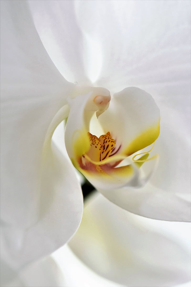 orquídia, flor, flor, flor, blanc, natura, tancar