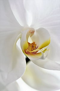 orquídea, flor, flor, flor, Branco, natureza, fechar