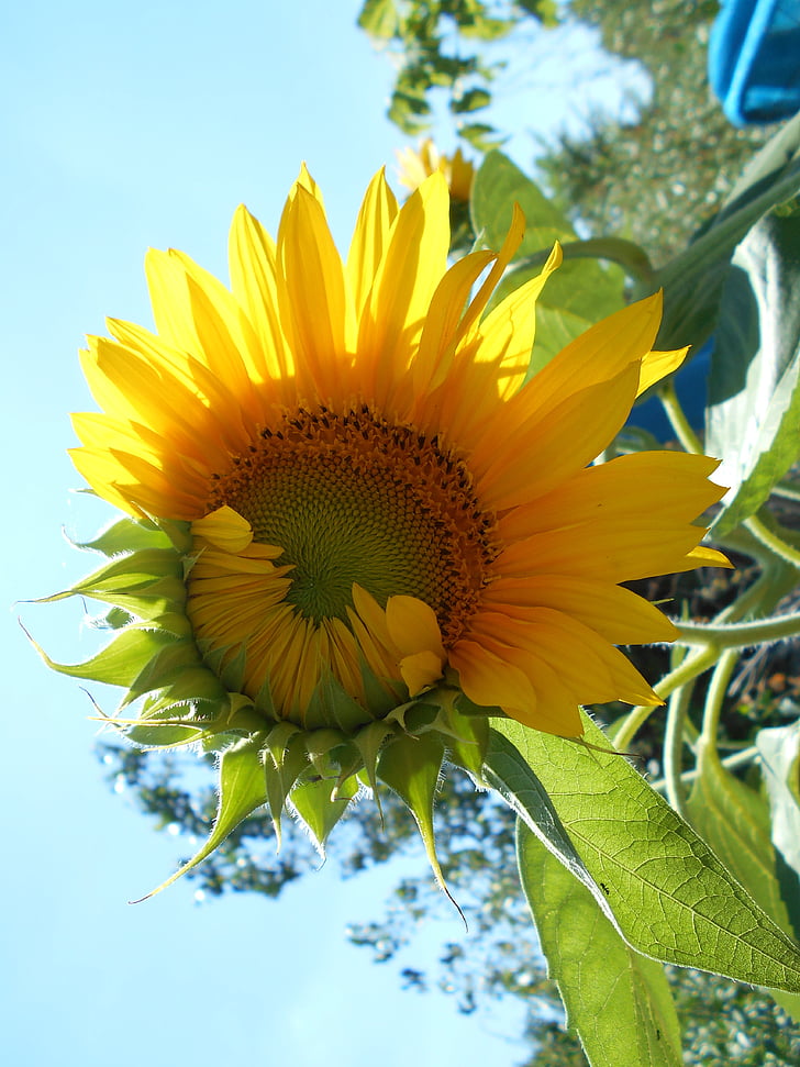 sunflower, flower, yellow, nature, pipes, field, garden