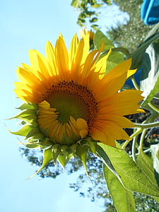 Sonnenblume, Blume, gelb, Natur, Rohre, Feld, Garten