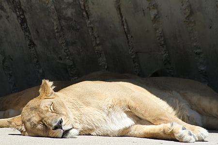 lõvi, ülejäänud, magades, väsinud, lõvi - kasside, emalõvi, looma