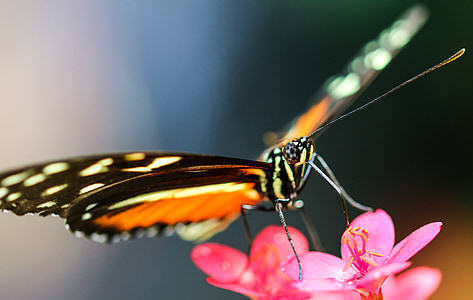 mariposa, insectos, ala, punta de prueba, volar, cerrar, néctar de