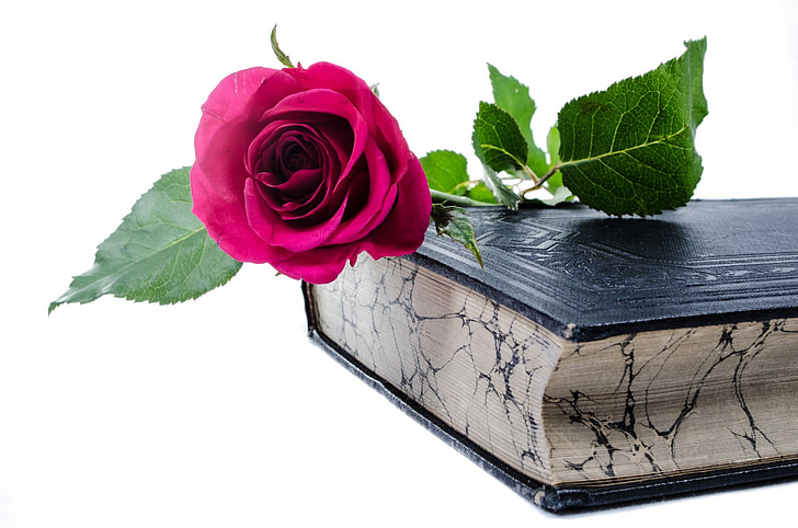 flor, flors, Rosa, llibre, l'amor, decoració, natura