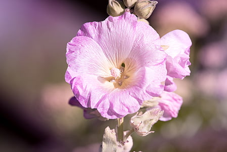 stock rose, pink, pink hollyhock, garden, in the garden, plant, garden plant