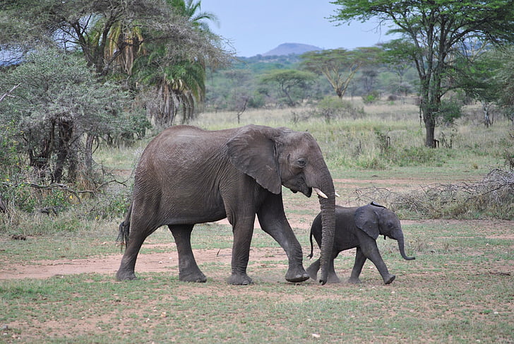 slon, otroka, Tanzanija, Serengeti, Afrika, živali, divjine