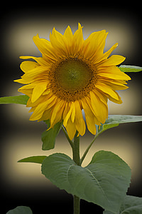 bunga matahari, bunga, masih hidup, bunga matahari, kuning, alam, liburan
