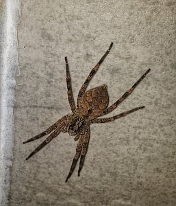 fishing spider, insect, predator