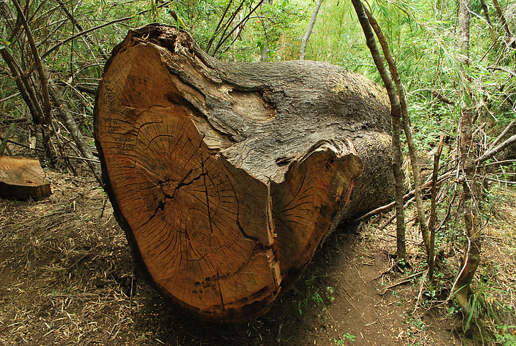 tronc d'arbre caigut, cort, textura, caigut