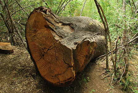 tronco de árbol caído, corte, textura, caído