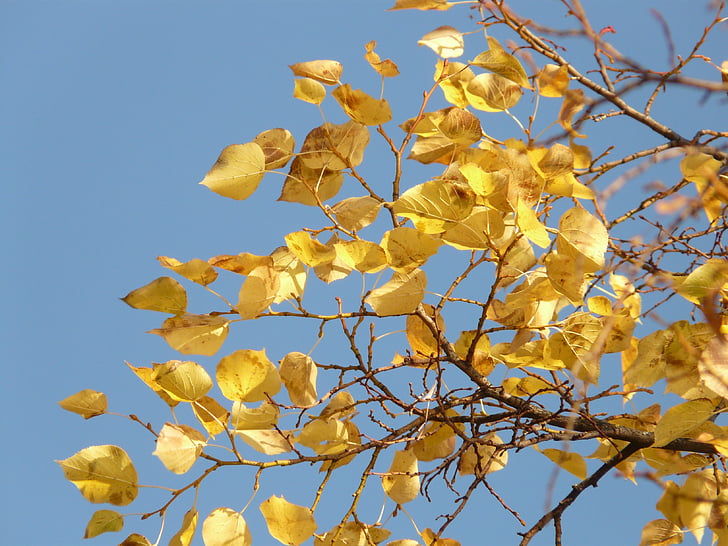 listi, jeseni, spadajo listi, drevo, barvanje, zlati, nebo