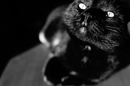 katten, svart, øyne, feline, kjæledyr, Halloween, stående