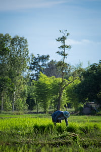 agricultor, Tailândia, Udon thani, agricultura, zona rural, operador